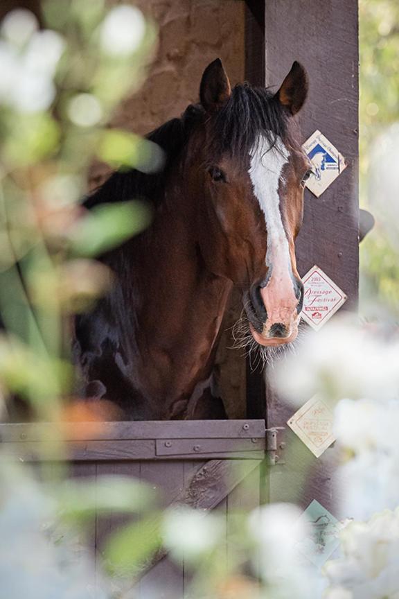 Avoca Park Equestrian Farmstay Macclesfield Exterior photo