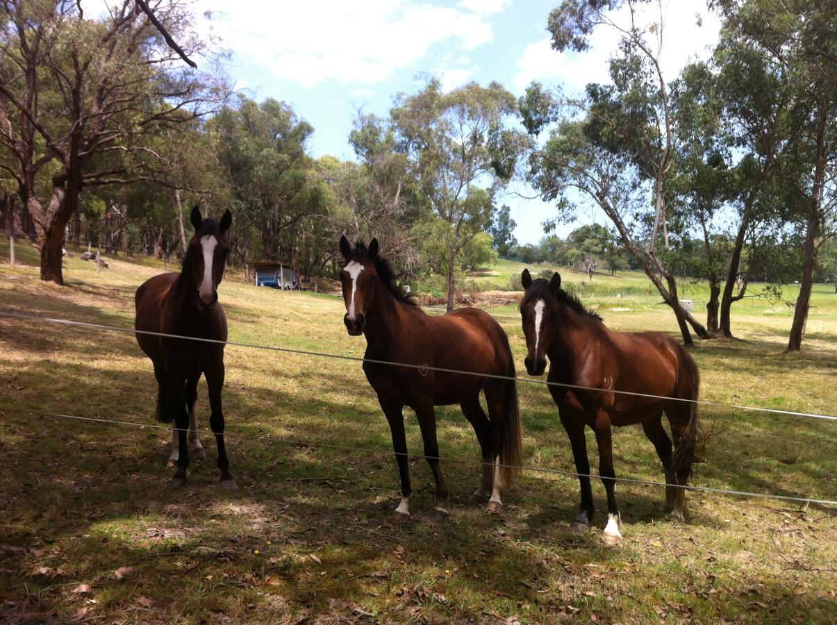 Avoca Park Equestrian Farmstay Macclesfield Exterior photo