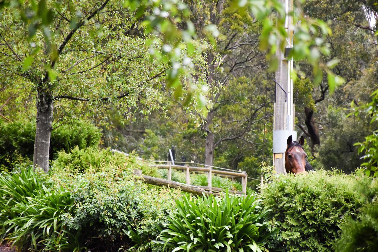 Avoca Park Equestrian Farmstay Macclesfield Exterior photo