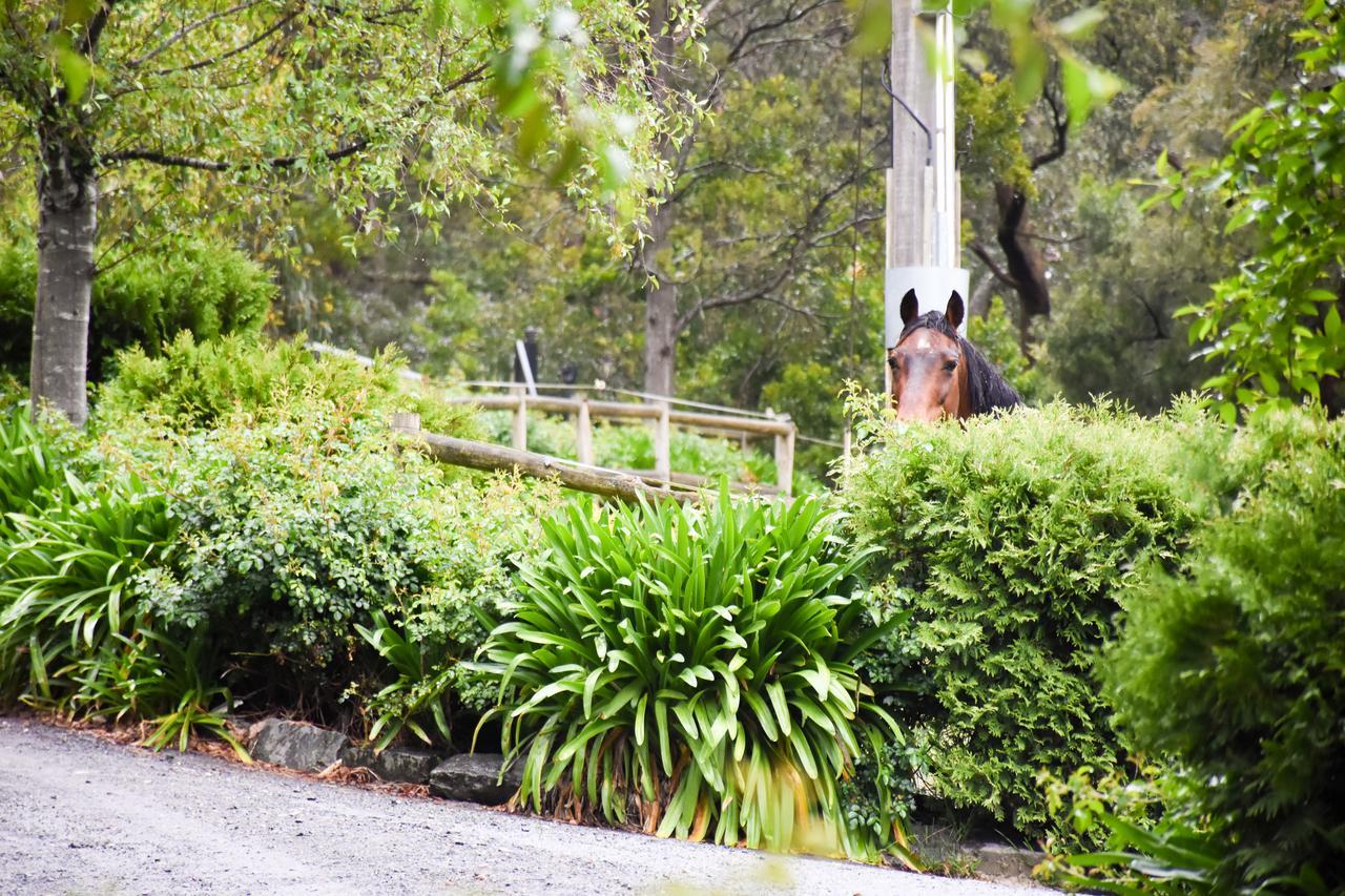 Avoca Park Equestrian Farmstay Macclesfield Exterior photo